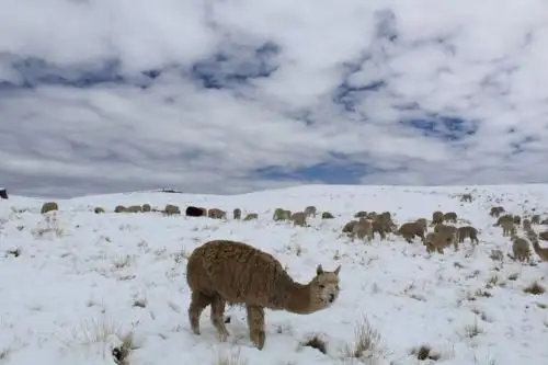 Senamhi advierte que temperatura descenderá hasta 20 grados bajo cero en la sierra sur. ANDINA/Difusión