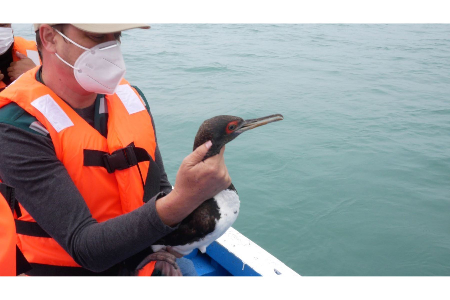 Liberan a 22 aves marinas recuperadas del derrame de petróleo en Ventanilla