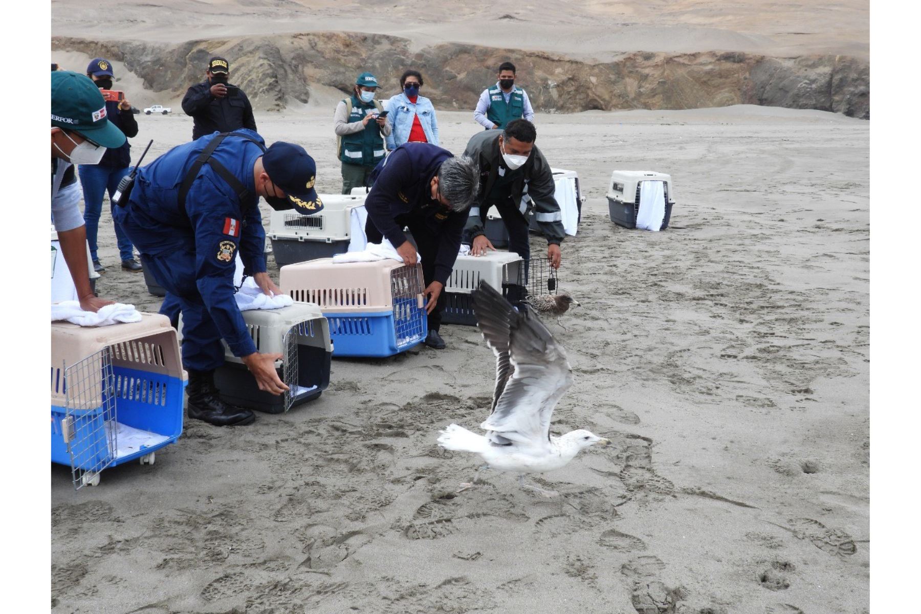 Buena noticia: liberan 18 aves marinas que fueron afectadas por el derrame de petróleo