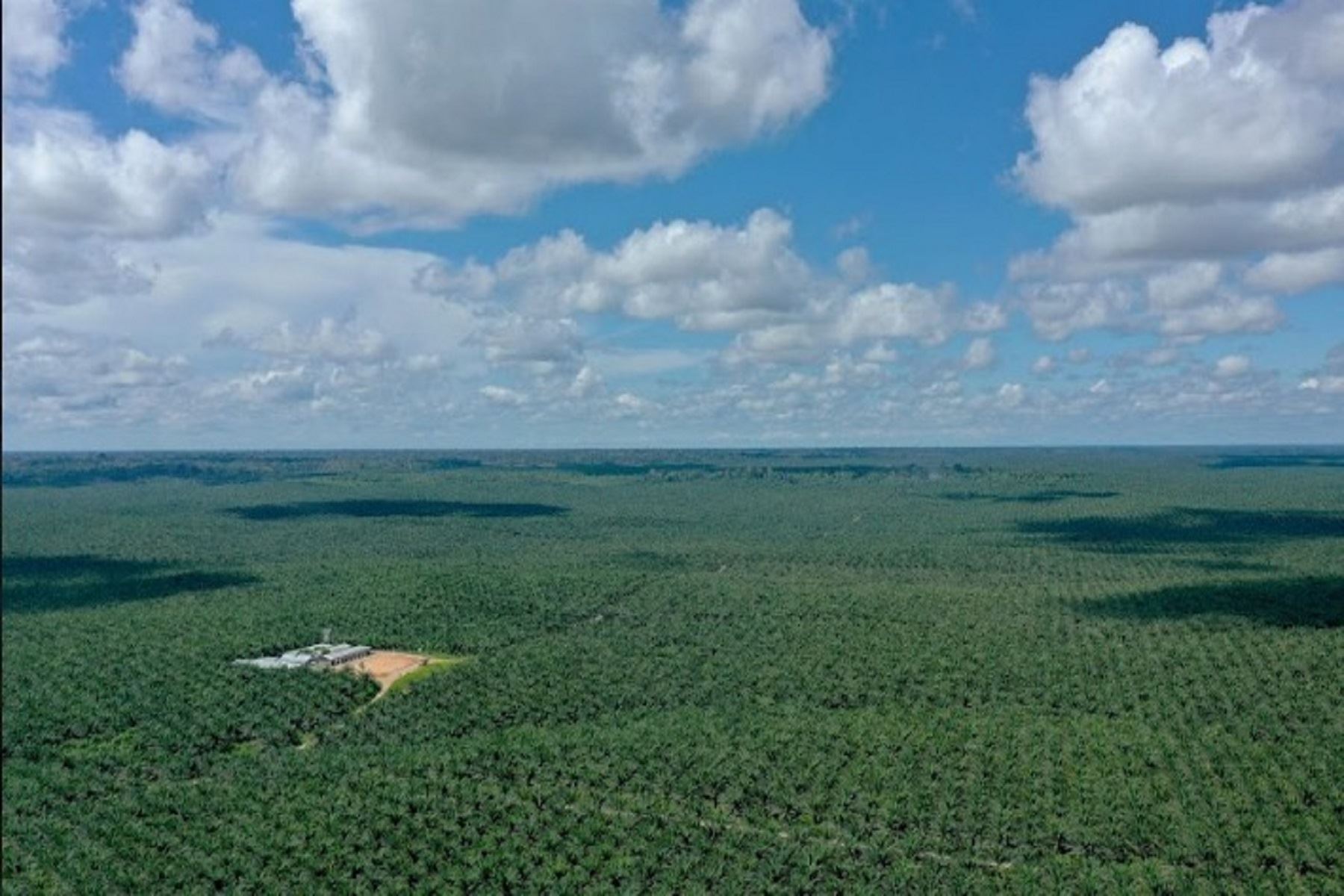 Aceite de palma alcanzó cifra record de exportaciones en Ucayali durante 2021