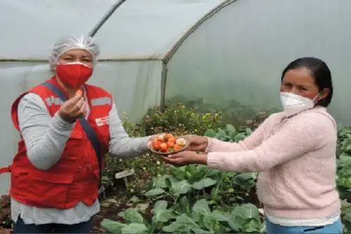 Junín: fresas cosechadas en zonas altas complementan desayunos escolares de Qali Warma.