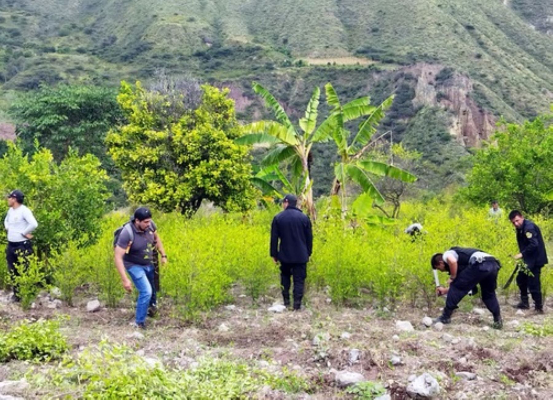 Policía Nacional destruye dos hectáreas de hoja de coca destinadas al narcotráfico durante un operativo ejecutado en la provincia de Celendín, en Cajamarca. Foto: ANDINA/difusión.