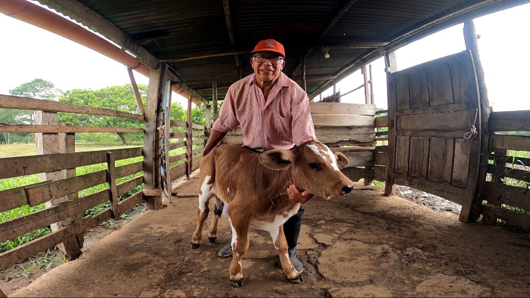 San Martín: proceso tecnológico mejora crianza de razas de ganado con enfoque ambiental