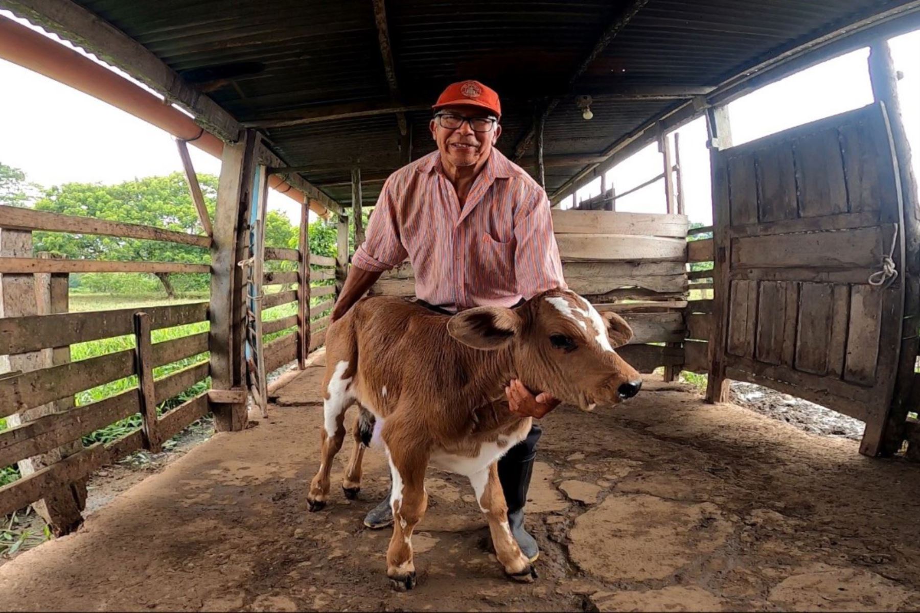 San Martín: proceso tecnológico esta mejorando razas de ganado con enfoque ambiental