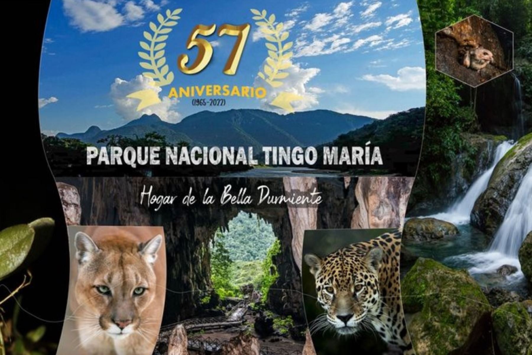 El Parque Nacional Tingo María fue creada como área natural protegida por el Estado el 14 de mayo de 1965, con el objetivo de conservar la excepcional flora y fauna silvestres que alberga, así como para garantizar el desarrollo socio económico de las poblaciones aledañas y fomentar el turismo local.