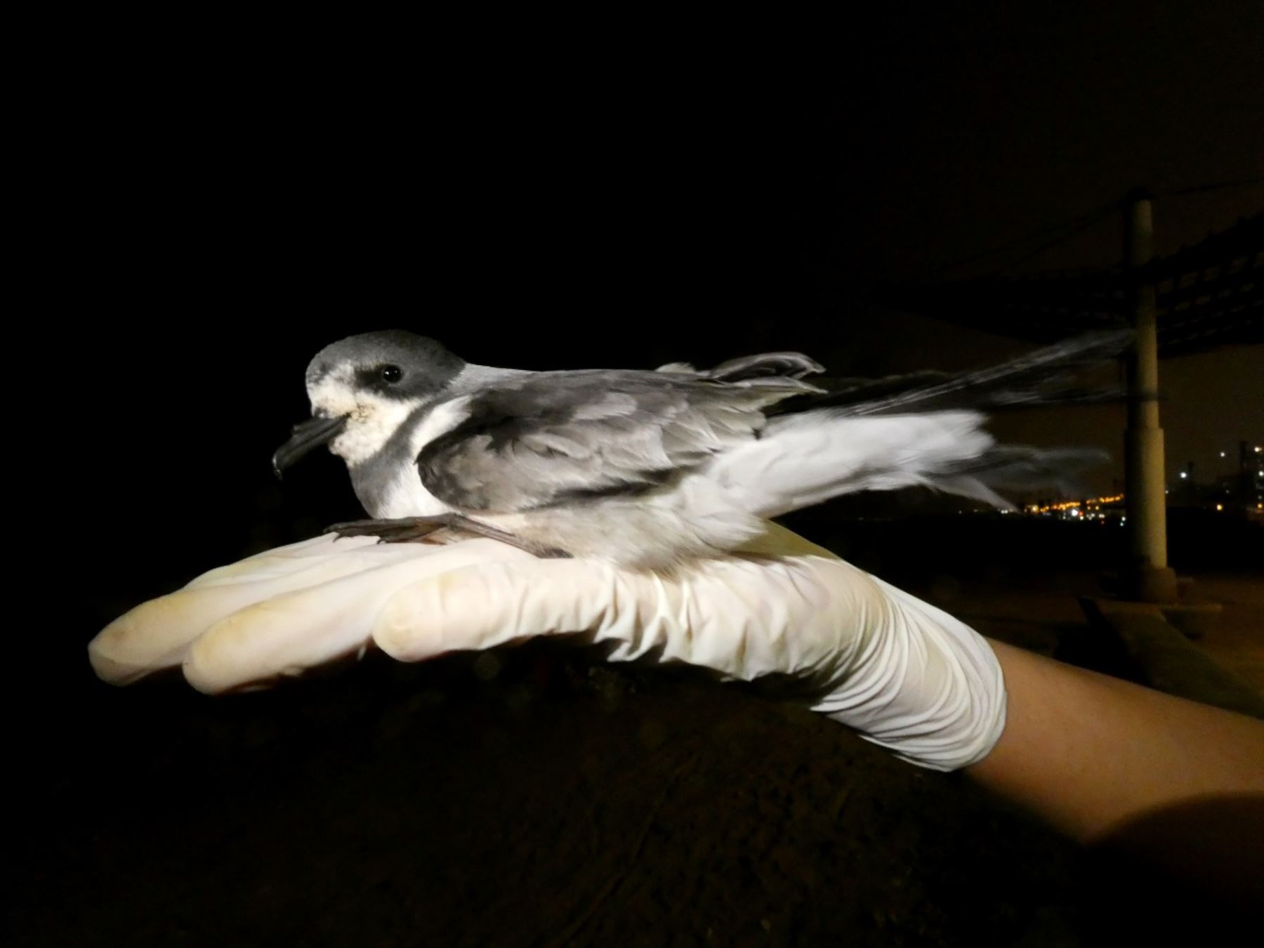 La golondrina de la tempestad de collar (Oceanodroma hornbyi) es una de las aves migratorias que sufren por el efecto de la luz artificial en su camino al mar. ANDINA/Difusión