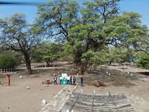 Con nuevas técnicas científicos del Instituto Nacional de Innovación Agraria (INIA) estudian en Piura el potencial genético del algarrobo, el emblemático árbol de la costa norte de Perú. ANDINA/Difusión