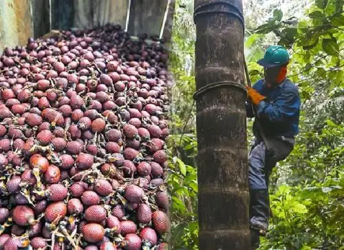 Comunidades amazónicas de Loreto apuestan por la producción sostenible del aguaje, el superfruto protector del bosque.