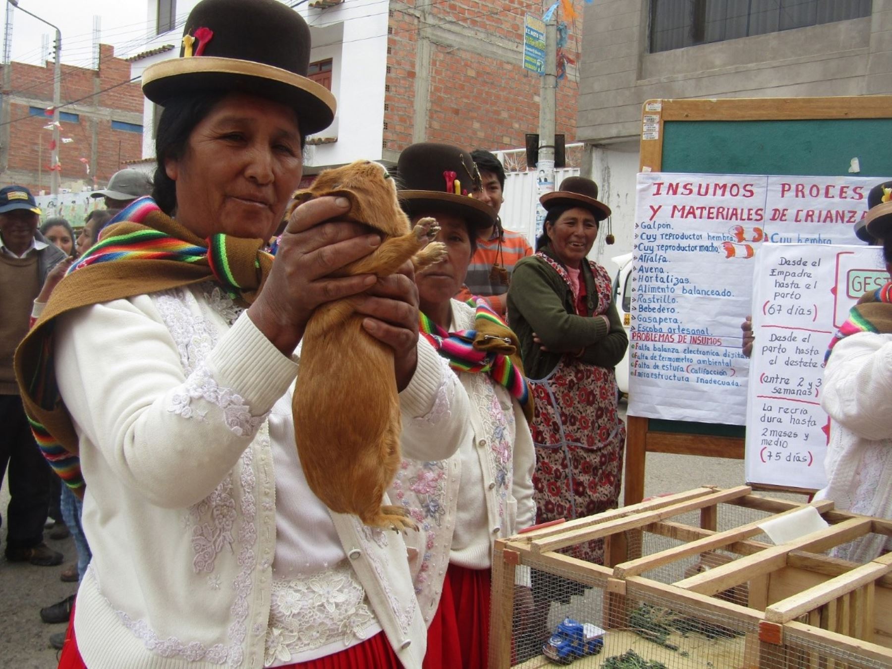 Cerca de 172,000 familias de pueblos originarios andinos y amazónicos se benefician con los proyectos productivos que financia Foncodes. ANDINA/Difusión