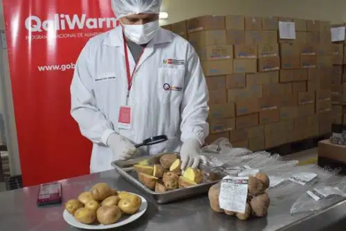 La papa nativa es una excelente fuente de carbohidratos, baja en grasa. También contiene abundante hierro, zinc y vitamina C que mejora la absorción del hierro.