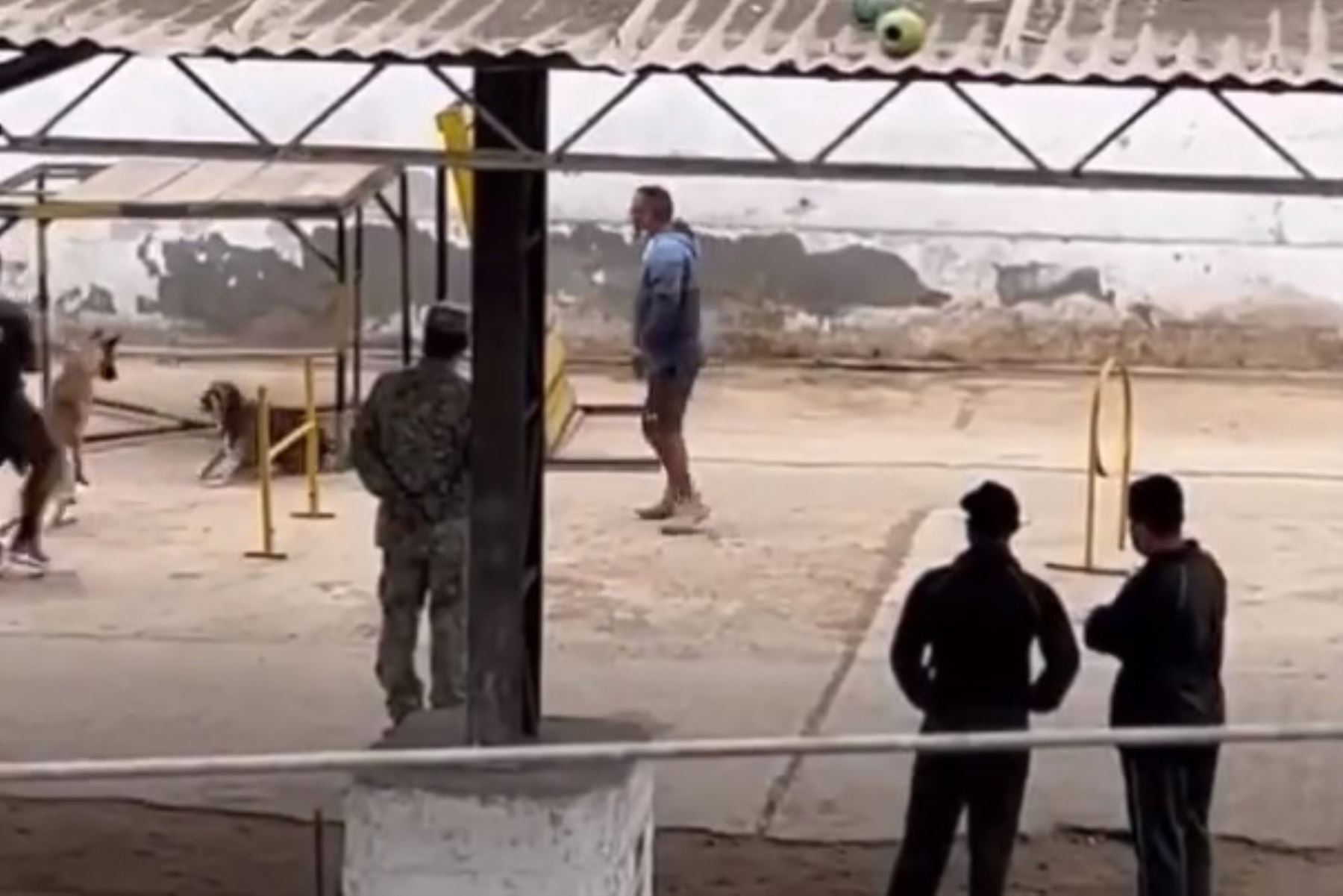 Imagen del vídeo sobre supuesto maltrato a un perro en un cuartel militar. ANDINA/Difusión