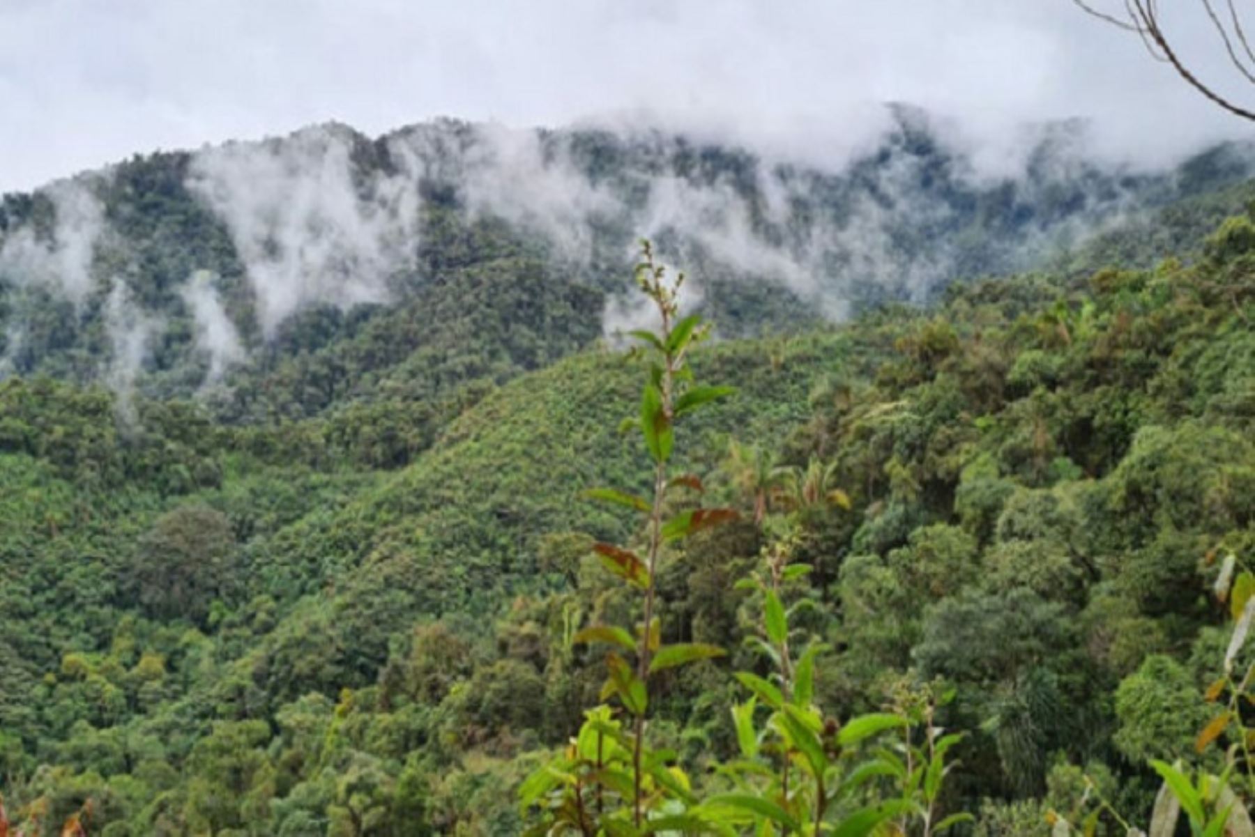 La importancia del Área de Conservación Pirivada Checca radica en la conectividad con el corredor biológico que abarca la Zona Prioritaria para la Conservación Moquegua-Masocruz-Maure