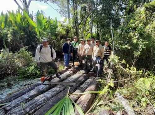 Autoridades recuperan más de 12,000 pies tablares de madera durante operativo contra la tala ilegal realizado en Ucayali. ANDINA/Difusión