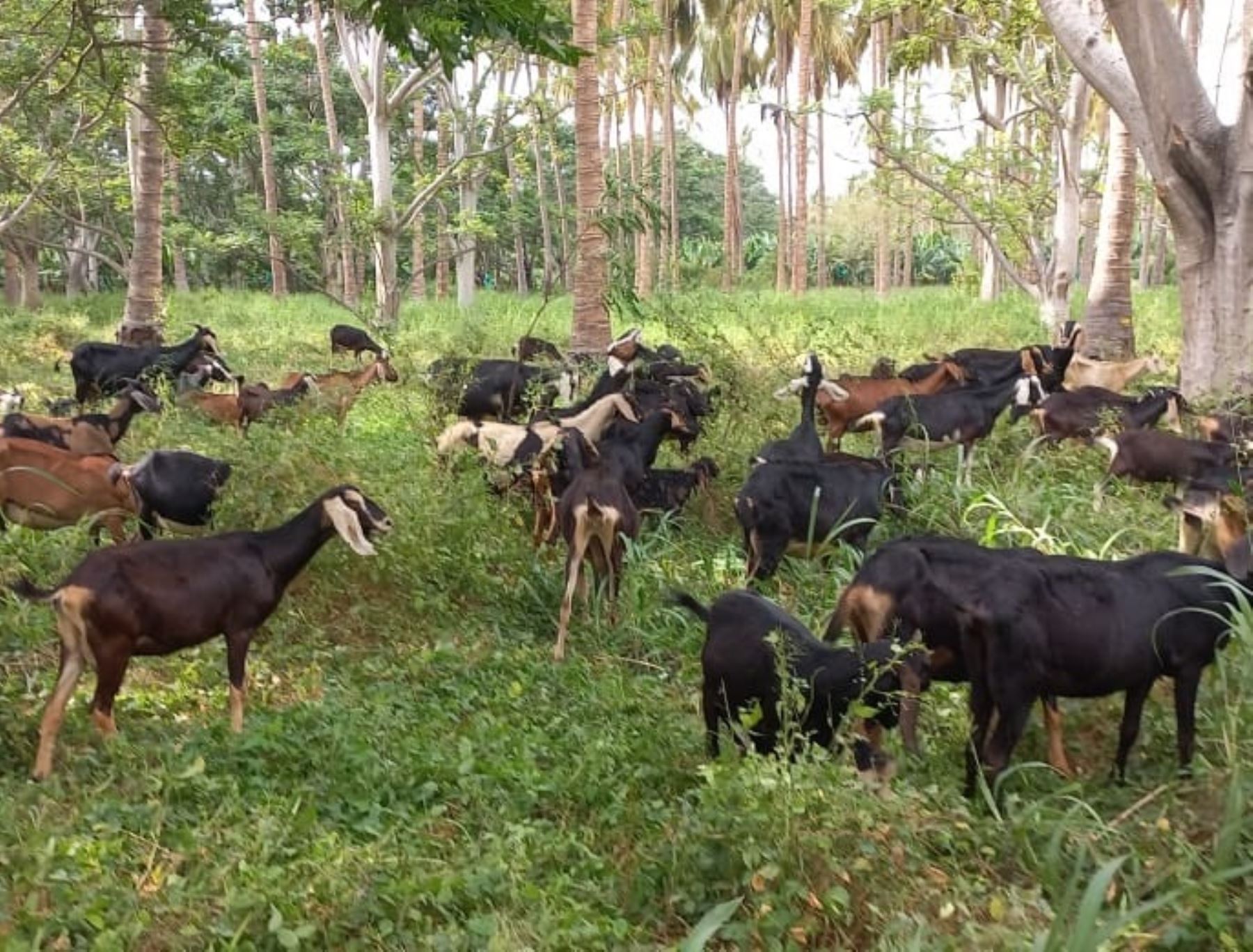 INIA lanza proyecto de mejoramiento genético para potenciar la ganadería caprina. ANDINA/Difusión