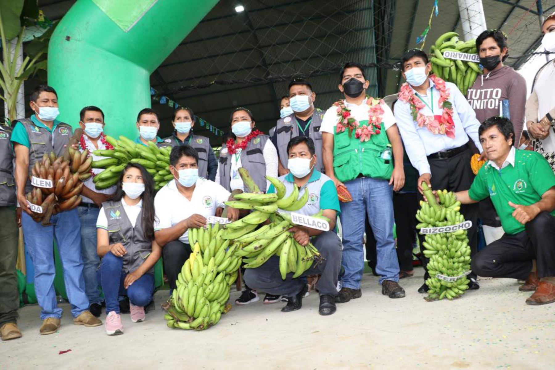 Devida financia con S/ 600,000 a la municipalidad de Inambari para ejecutar la actividad que optimizará la cadena de valor del plátano.