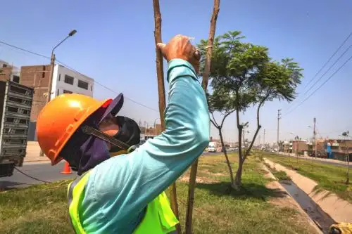 Ampliación norte del Metropolitano: más de 1,400 árboles fueron plantados. Foto: ANDINA/Difusión.