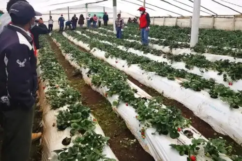 La Libertad: emprendedores rurales inclusivos de Otuzco realizaron pasantía  en Cajamarca.
