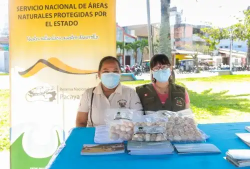 Los novedosos productos se lanzarán en presentaciones de “huevos de taricaya salados y empacados al vacío” y “huevos de taricaya cocidos y conservados en salmuera”, que constituyen una excelente opción de alimentos saludables y nutritivos que contribuyen a la seguridad alimentaria de la población.