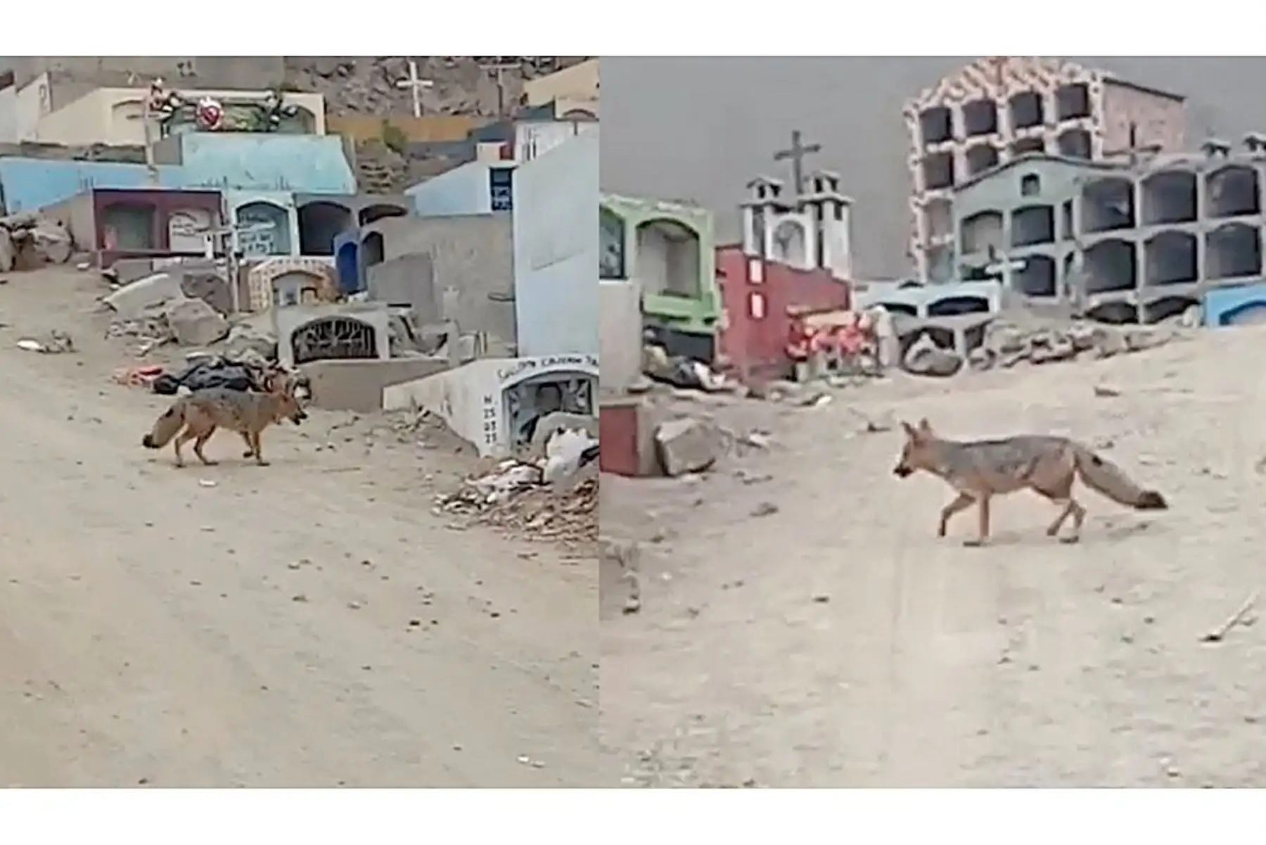 Evita alimentarlo. No persigas al animal ni lo ahuyentes de manera agresiva y comparte esta publicación. Foto: Captura de pantalla
