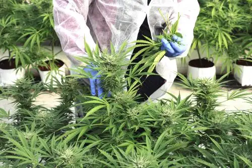 Uso medicinal y terapéutico del cannabis. Foto: ANDINA/Difusión.