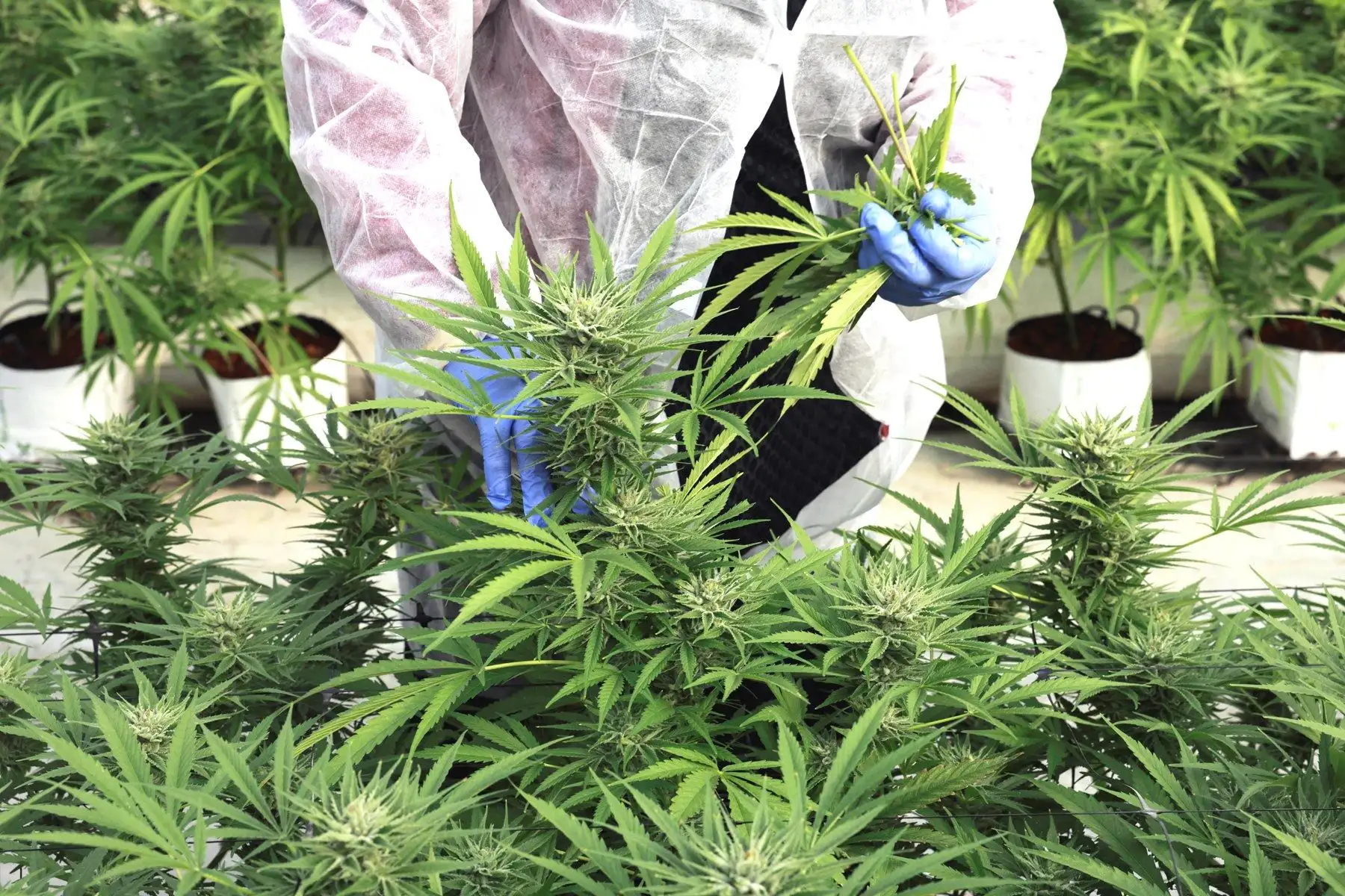 Uso medicinal y terapéutico del cannabis. Foto: ANDINA/Difusión.