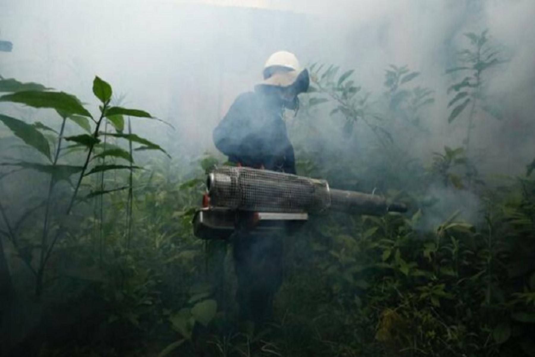 Bagua: Minsa intensifica fumigación casa por casa para reducir casos de dengue