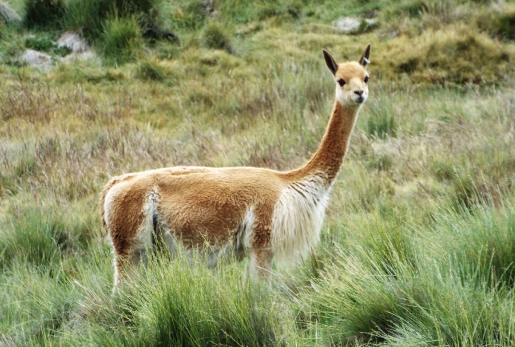 El objetivo principal de la Reserva Nacional Pampa Galeras es conservar a la vicuña, a fin de permitir su aprovechamiento sostenible con beneficios revertidos a los pobladores altoandinos.