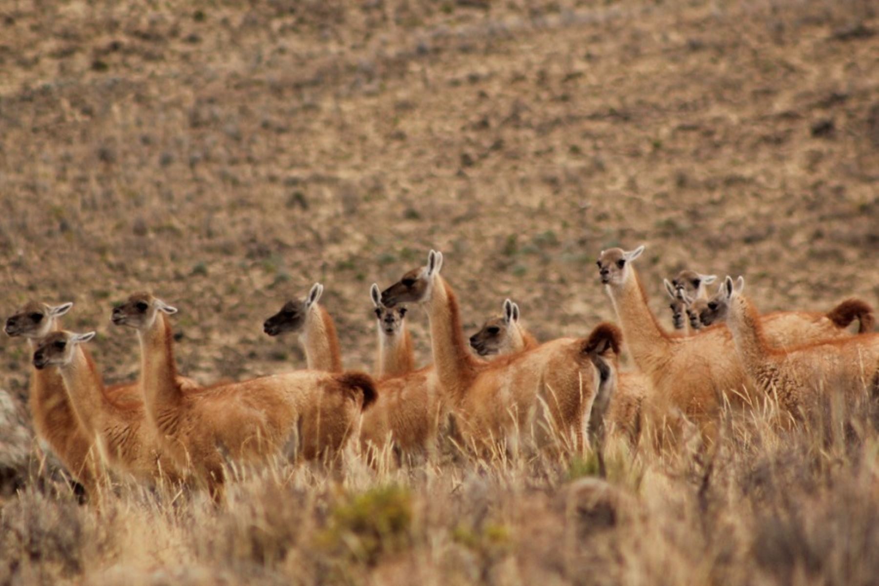 El repoblamiento de la vicuña permitirá proteger y revalorar la conservación de este importante camélido sudamericano, propiciando su reproducción, controlando enfermedades y sobre todo evitando la caza furtiva.  ANDINA/Difusión