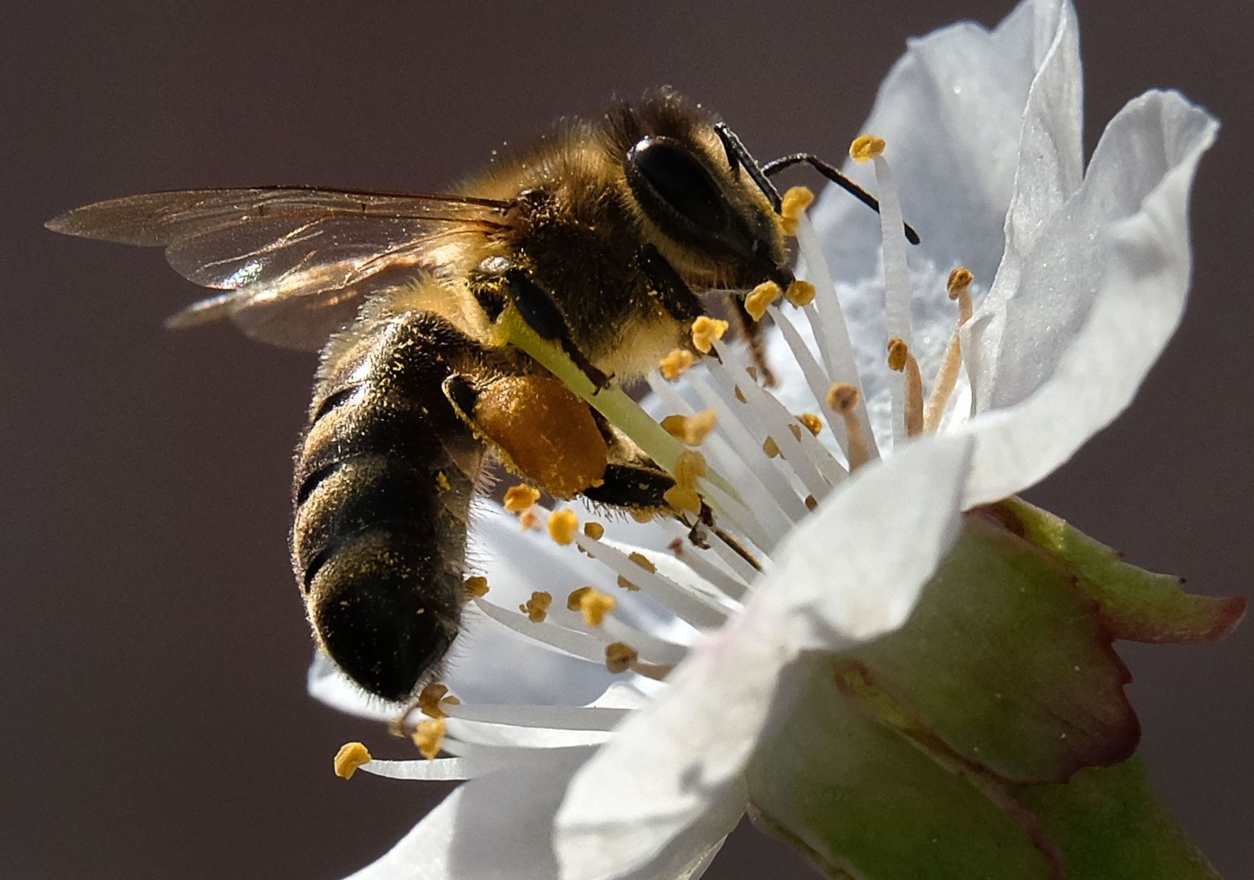 La ONU anima a proteger a las abejas para garantizar la seguridad alimentaria.