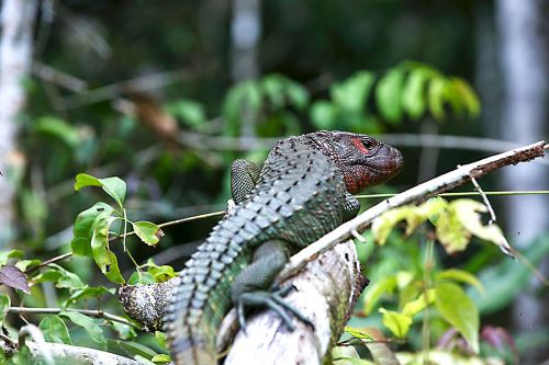 La Reserva Nacional Pacaya Samiria es una de las áreas naturales protegidas más importantes al albergar una gran variedad de especies de flora y fauna. ANDINA/Difusión