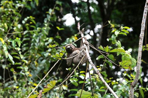 Reserva Nacional Pacaya Samiria: majestuoso verdor de la Selva de los espejos