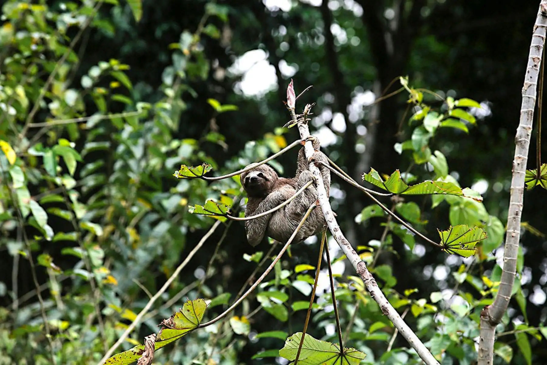 En el Pacaya Samiria, la segunda área protegida más grande del país, se ha reportado la presencia de más 1,000 especies de vertebrados, lo que representa un 27% de la diversidad de estas especies en el Perú y el 36% del total registrado en la Amazonía. Foto: ANDINA/ Daniel Bracamonte