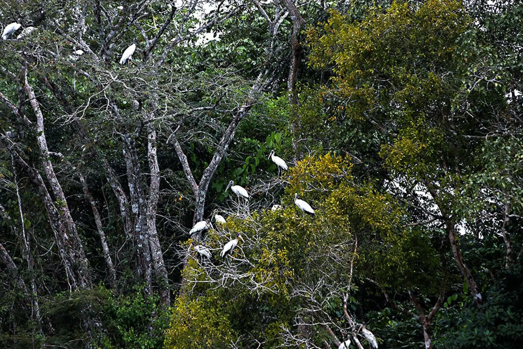 En el Pacaya Samiria, la segunda área protegida más grande del país, se ha reportado la presencia de más 1,000 especies de vertebrados, lo que representa un 27% de la diversidad de estas especies en el Perú y el 36% del total registrado en la Amazonía. Foto: ANDINA/ Daniel Bracamonte