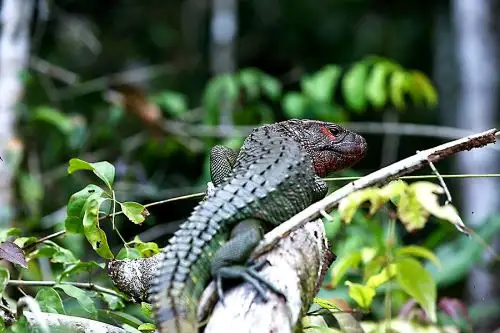 Investigadores del IIAP ejecutan un proyecto para conservar la fauna silvestre, con apoyo de comunidades indígenas que viven en la cuenca del río Putumayo, en Loreto. ANDINA/Daniel Bracamonte