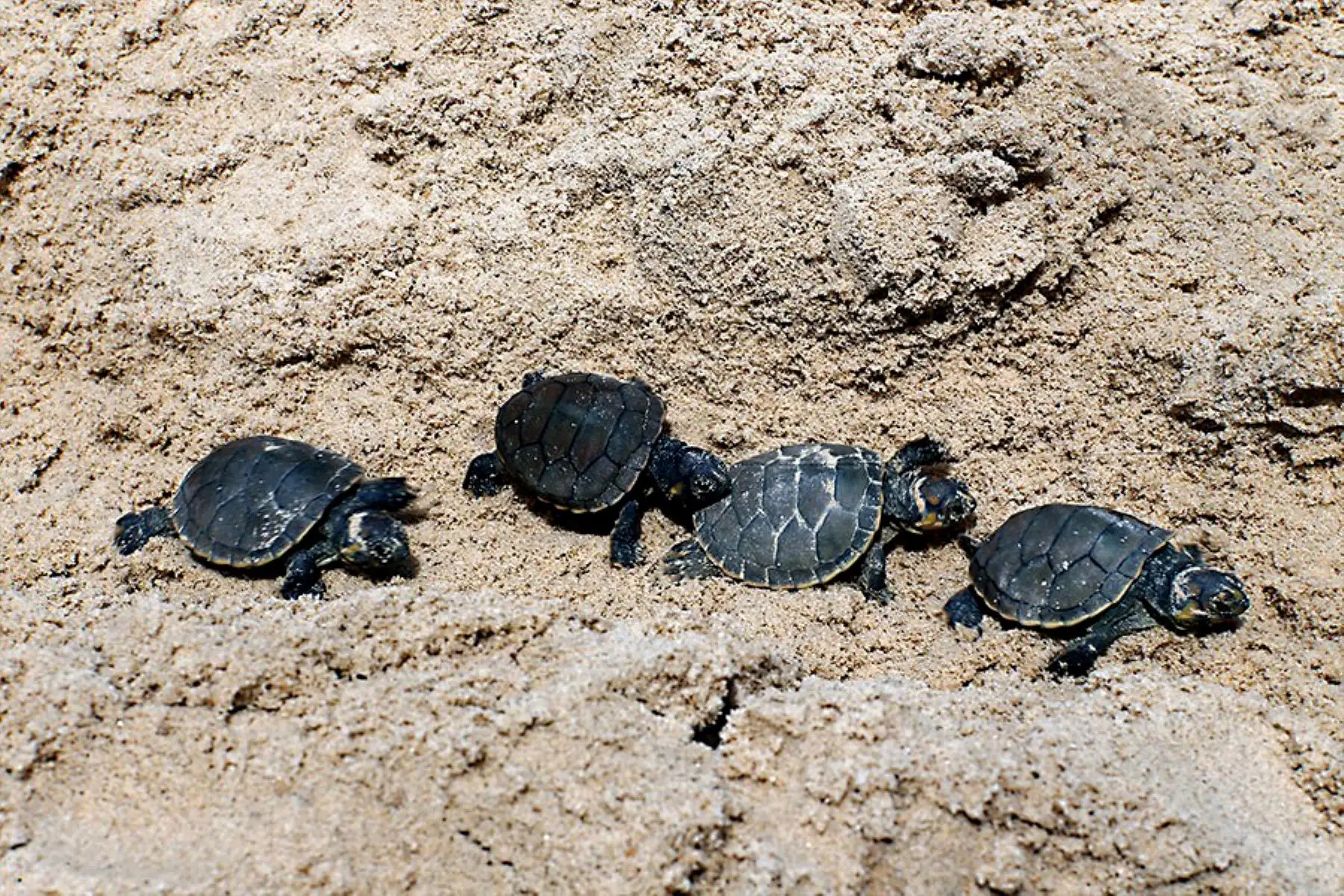 Entre los reptiles destacan la tortuga charapa (Podocnemis expansa), la taricaya (Podocnemis unifilis). En este ecosistema abundan los peces ornamentales para la exportación. Respecto a la flora, la RNPS alberga 965 especies de plantas silvestres y 59 de plantas cultivadas. Foto: ANDINA/ Daniel Bracamonte