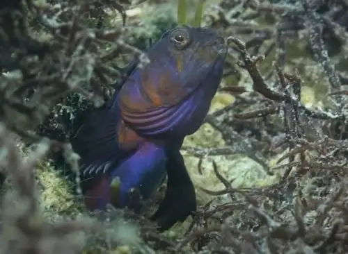 Conoce al dragoncito azul, el hermoso pez que solo existe en Perú y vive en el mar de Paracas, región Ica. ANDINA/Difusión
