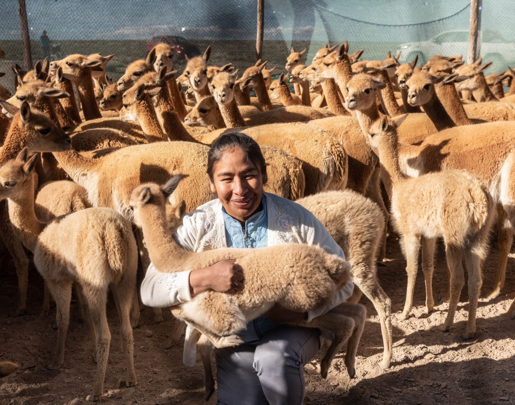 Empezó la temporada de chaccu en Arequipa. La Reserva Nacional Salinas y Aguada Blanca reactivó la tradicional esquila de vicuña. ANDINA/Difusión