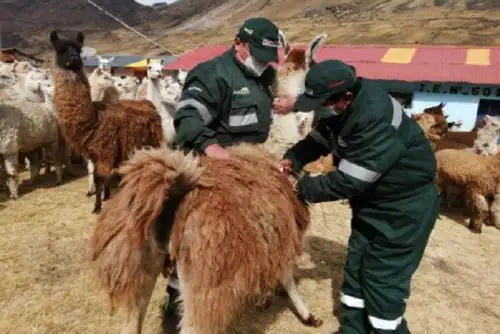 Cada kit veterinario contiene vitaminas, antiparasitarios internos y externos, antibióticos y otros insumos de aplicación.