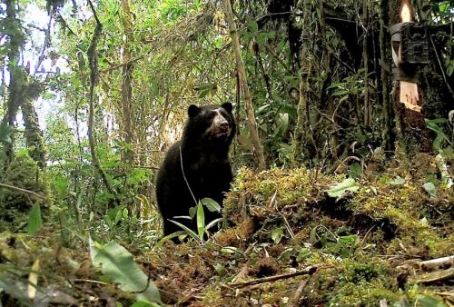 Una investigación pionera que permitió identificar 13 corredores ecológicos que conectan territorios rurales de áreas de conservación privada que contribuyen a la preservación del oso andino u oso de anteojos en la región Amazonas, desarrolló la Universidad Nacional Toribio Rodríguez de Mendoza.