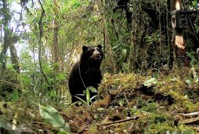 Sernanp realiza monitoreo del oso andino en áreas naturales protegidas. Foto: ANDINA/difusión.