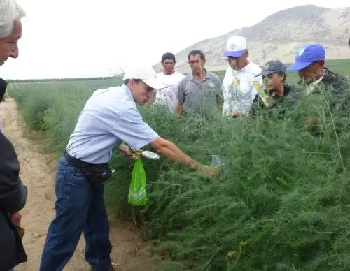 Con ayuda de controladores biológicos potencian la producción agrícola en Chavimochic, en el valle de Virú, región La Libertad. ANDINA/Difusión