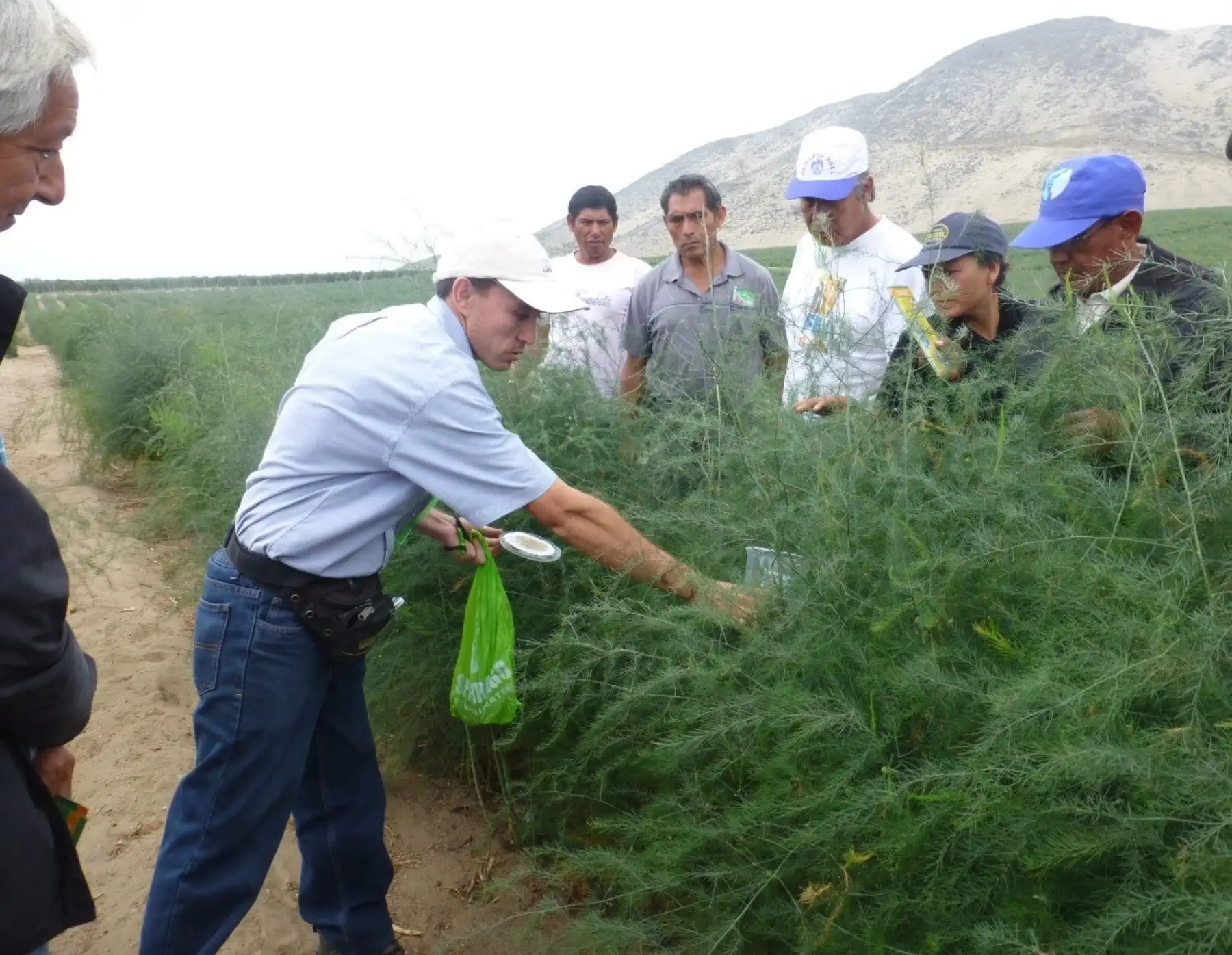 Con ayuda de controladores biológicos potencian la producción agrícola en Chavimochic, en el valle de Virú, región La Libertad. ANDINA/Difusión