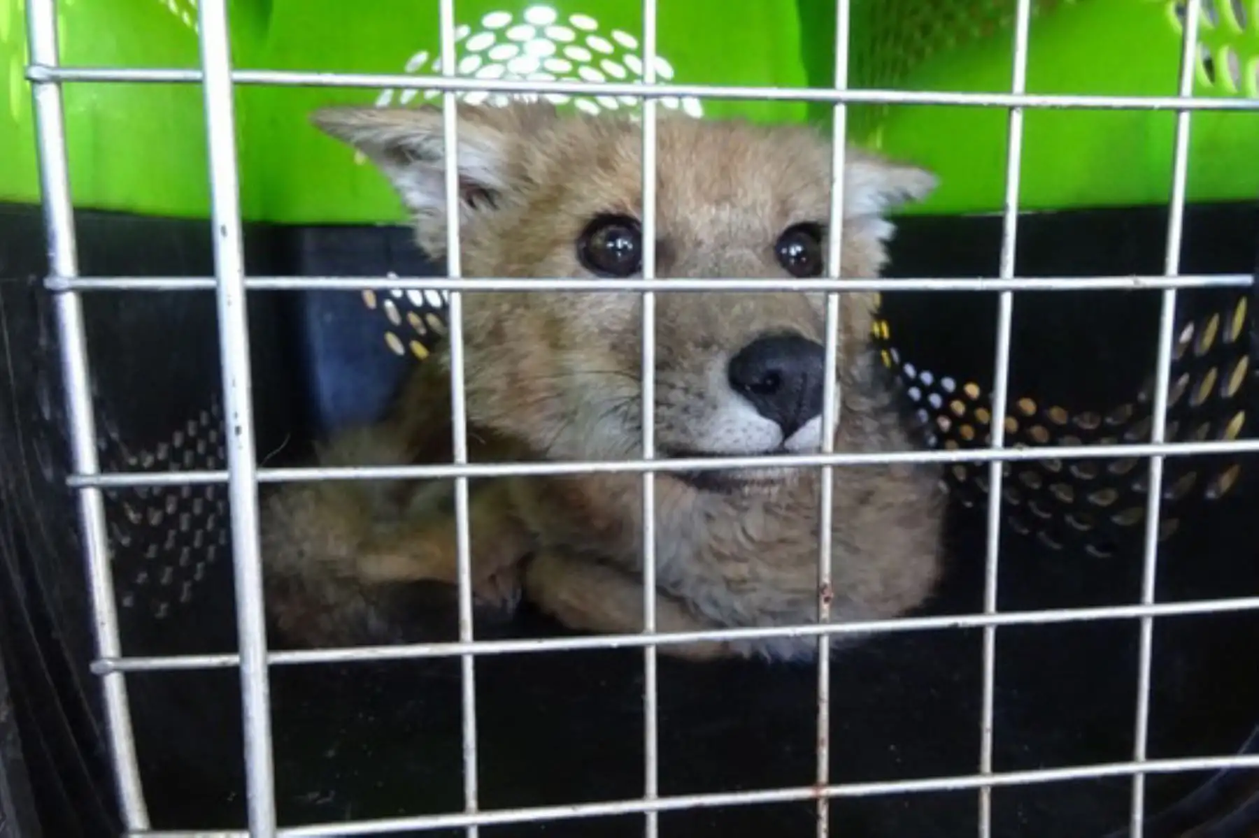 El zorro andino será trasladado a la ciudad de Arequipa donde se continuará con los protocolos de salud. Foto: Serfor