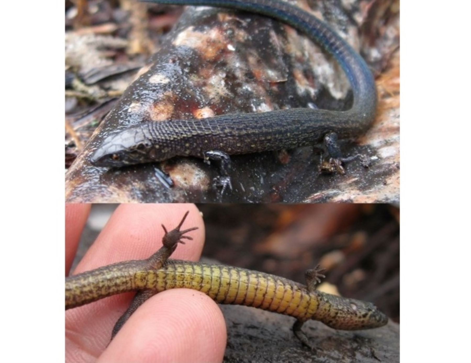 Científicos descubren dos nuevas especies de lagartija en interior del Santuario Histórico Machu Picchu, en Cusco, informó Sernanp. ANDINA/Difusión