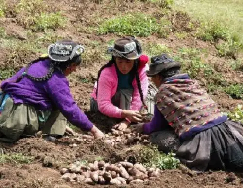 Perú liberará nuevas variedades ideales para procesamiento de frituras, gracias a proyectos ejecutados por el Centro Internacional de la Papa.