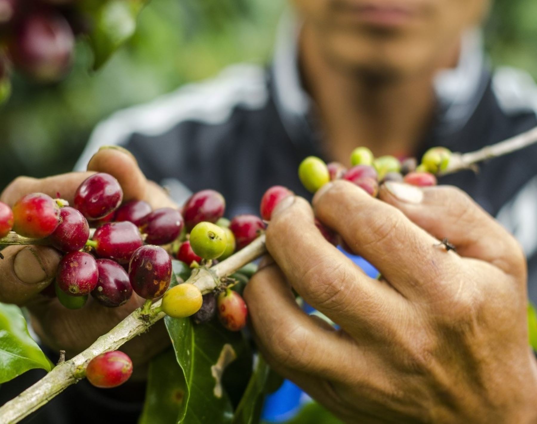 Caficultores del Bosque de Protección Alto Mayo promueven su café sostenible al mundo. ANDINA/Difusión