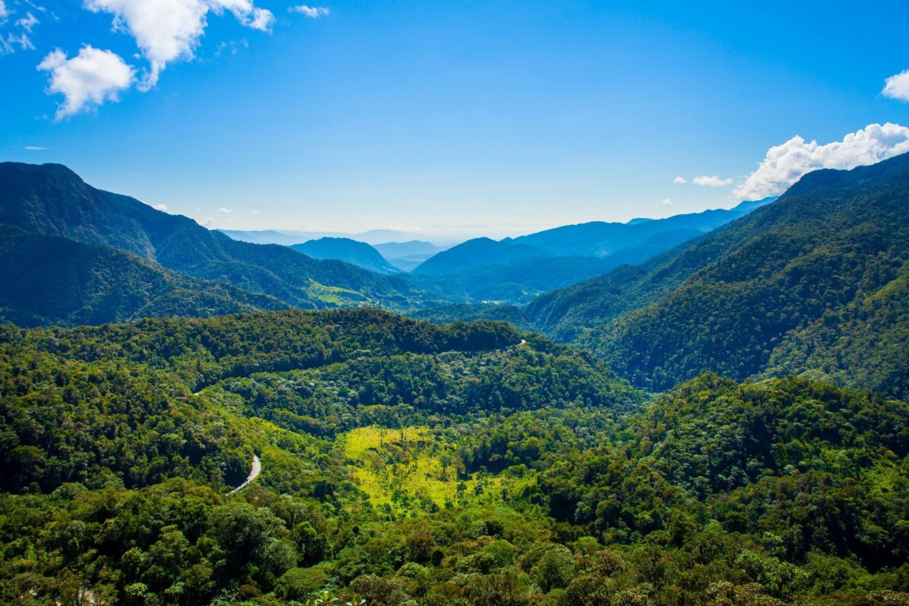 El Bosque de Protección Alto Mayo es una zona protegida ubicada en la cuenca alta del río Mayo y está conformada por selvas de montaña nubosas y lluviosas con gran biodiversidad.