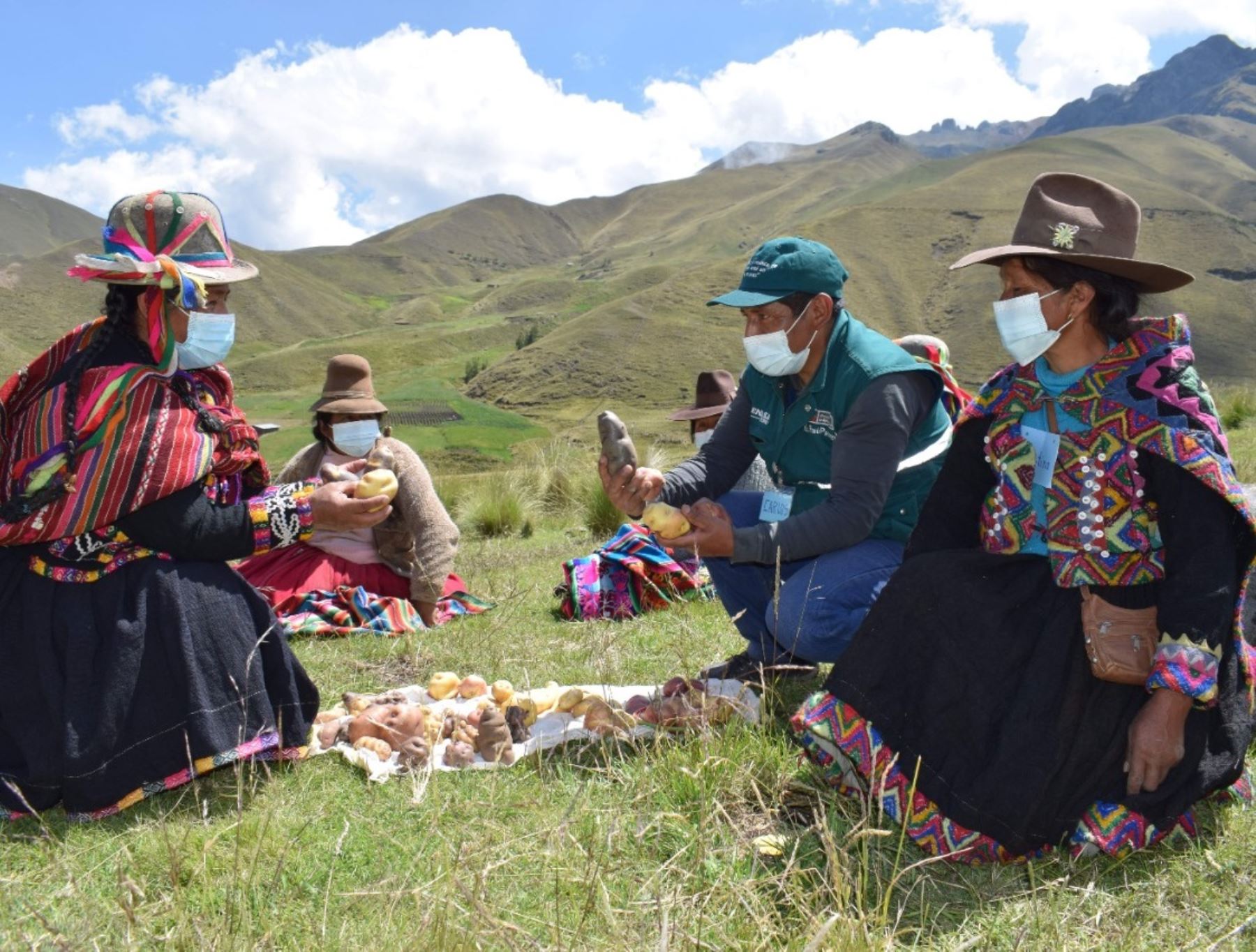 Más de 16,000 pequeños productores de papa han mejorado su cultivo del tubérculo andino gracias a la asesoria del Senasa.