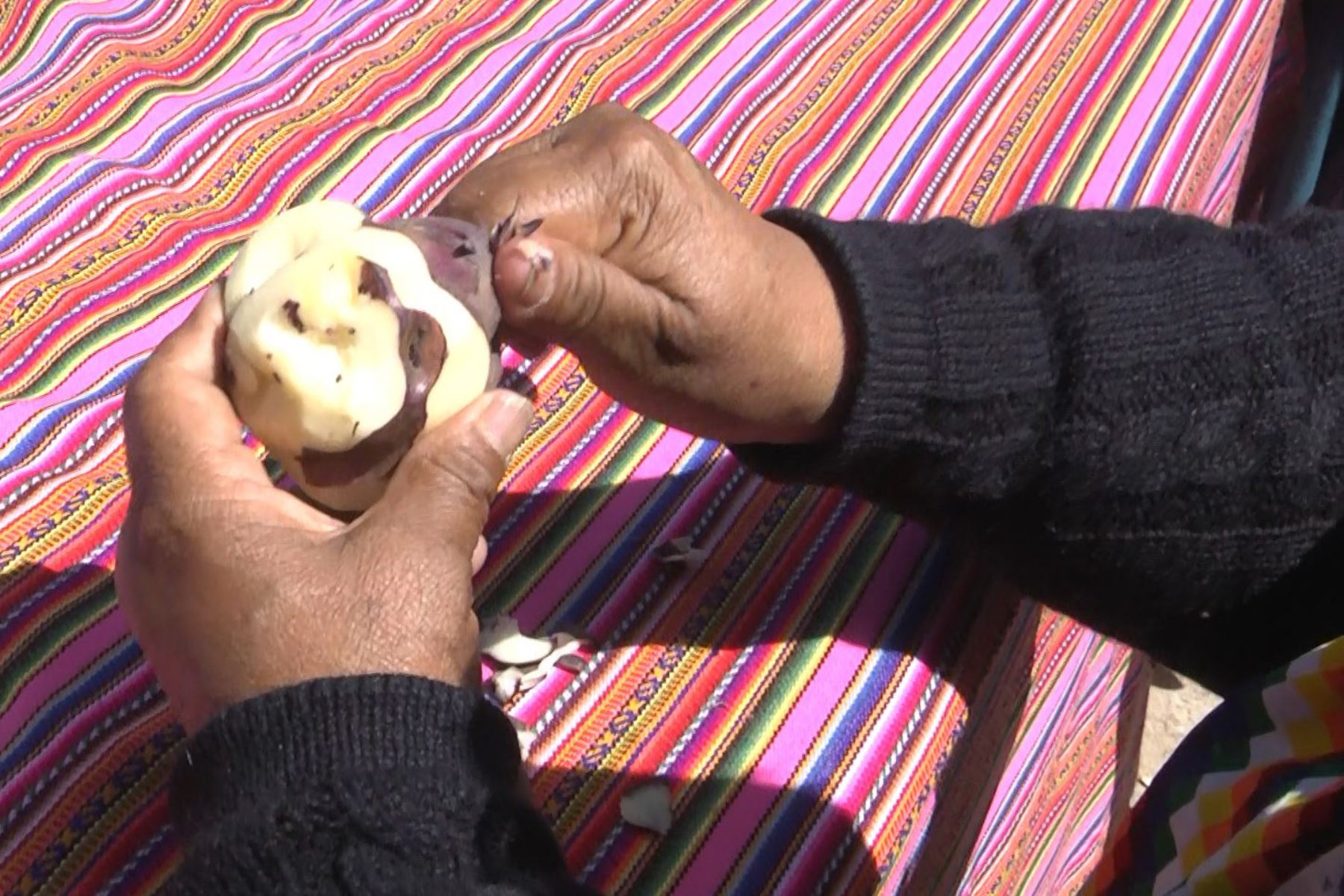 Municipio de Huancayo puso a llorar a nueras con singular concurso del pelado de papas