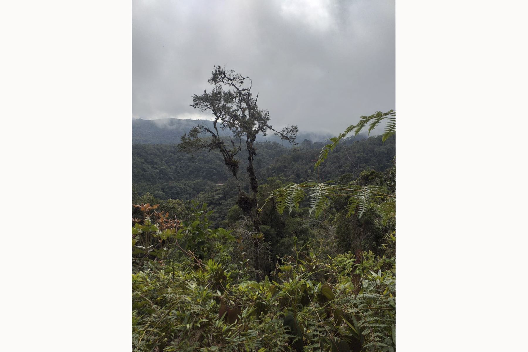El bosque encantado de Sho’llet está ubicado en la provincia de Oxapampa, región Pasco. Foto: ANDINA/Sernanp.